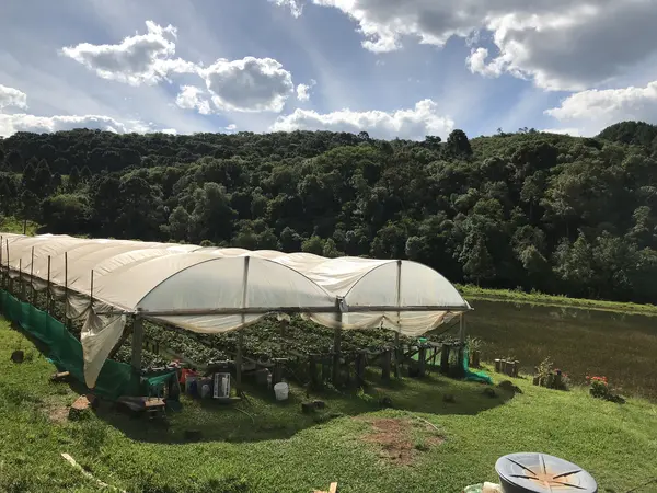 Foto da estufa